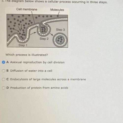 5. The diagram below shows a cellular process occurring in three steps.

Cell membrane
Molecules
S