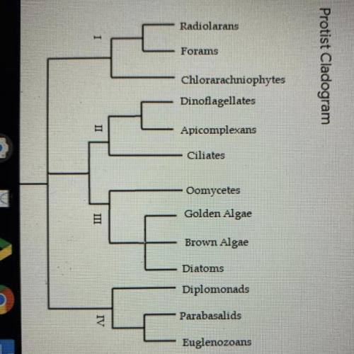 Will mark brainliest
Which taxa share a recent common ancestor with oomycetes