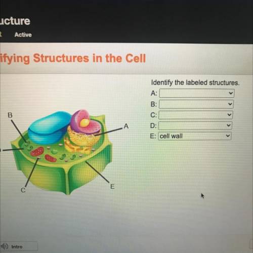 Identify the labeled structures.