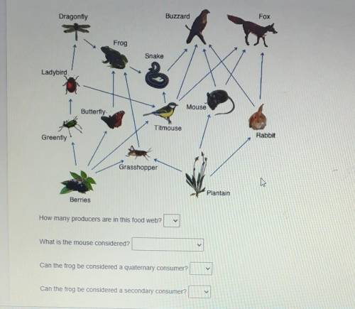 Use the food web to answer the following questions.