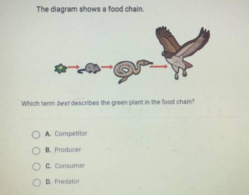 The diagram shows a food chain.

Which term best describes the green plant in the food chain?
A. C