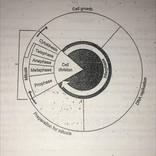 PLEASE HELP ASAP!!

1) Complete the diagram of the cell cycle by writing the names of
each of the