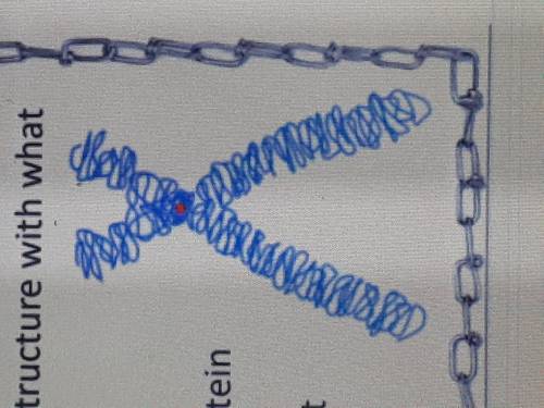 Which correctly pairs this structure with what its made from?

A. Chromosome: DNA and Protein
B. C