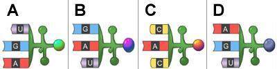 Which mRNA sequence complements the DNA sequence below?

A. Sequence A
B. Sequence B
C. Sequence C