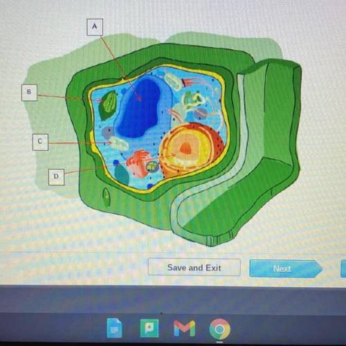 Which structure in this plant cell represents the site of ATP production from photosynthesis?