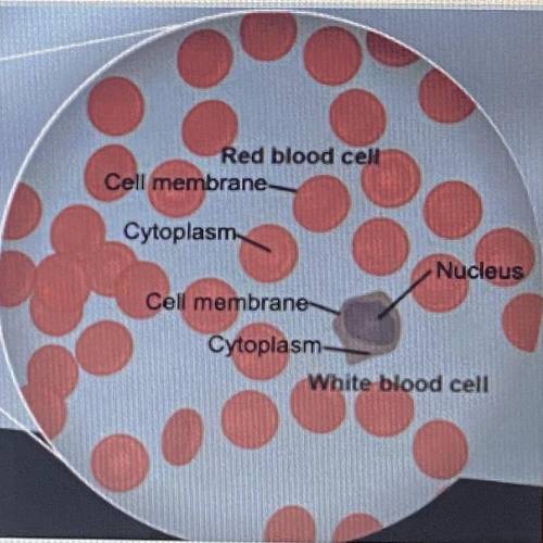 Which organelle is missing in the red blood cell?

( please answer will give brainliest if you’re