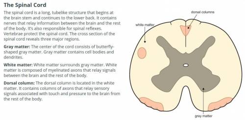 Which is a function of the spinal cord?

A. It helps the spine to provide structural support for t