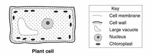 The diagram shows a typical plant cell and its part. Which choice below identifies structures that