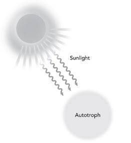 Chloe is developing a model of photosynthesis. The first part of the model is shown below. Which wo