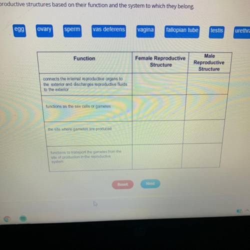 Match the reproductive structures based on their function and the system to which they belong.

eg