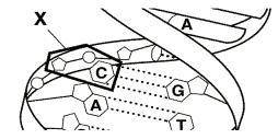 In the figure, X is pointing to a building block of DNA. Which of these correctly labels X?

A. Am