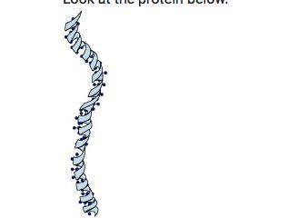 Look at the protein below. Which could be its function?

A.) forming muscle fiber 
B.) directing t