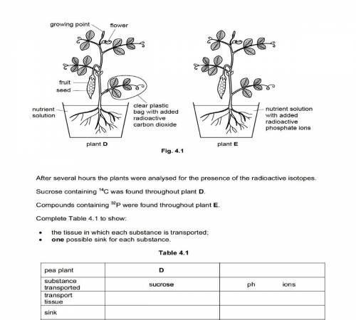 Two pea plants D and E were supplied substance containing the radioactive isotope, carbon-14 (14C)