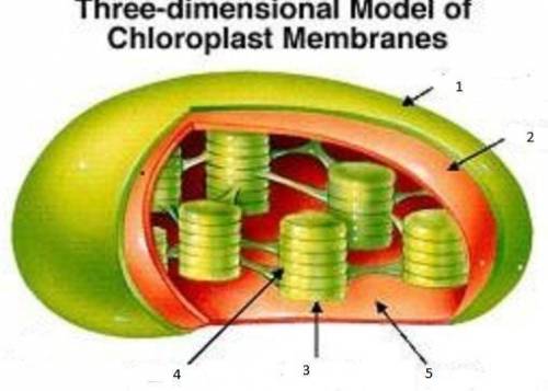 ASAP PLEASE!

Number 5 is pointing to the fluid like material inside the chloroplast. This structu