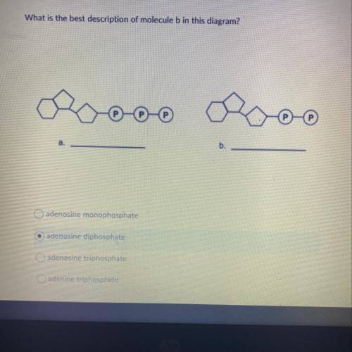 What is the best description of molecule b in this diagram?