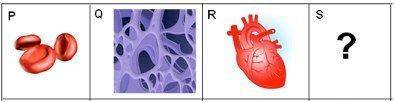 The chart shows parts of the body at different levels of organiztion. Which picture can best be use