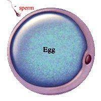 Both male and female gametes are created during the process of meiosis. The formation of male gamet