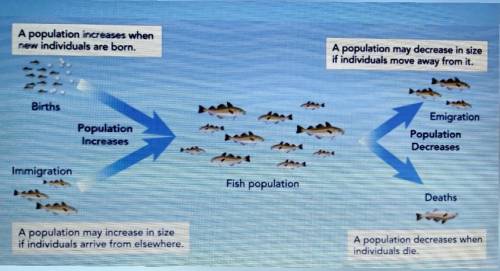 How would you expand this model to include the effects of fishing on this population?