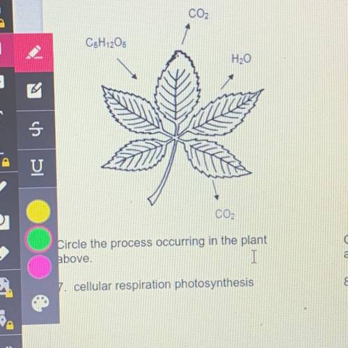 Cellular respiration or photosynthesis???