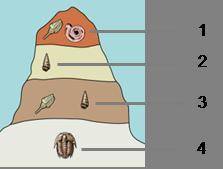 Look at the sample of sedimentary rock to determine which fossil is the oldest.

1
2
3
4