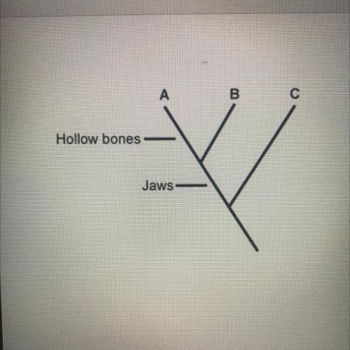 Which statement best describes species B?

A. It has hollow bones and jaws 
B. It has jaws, but no