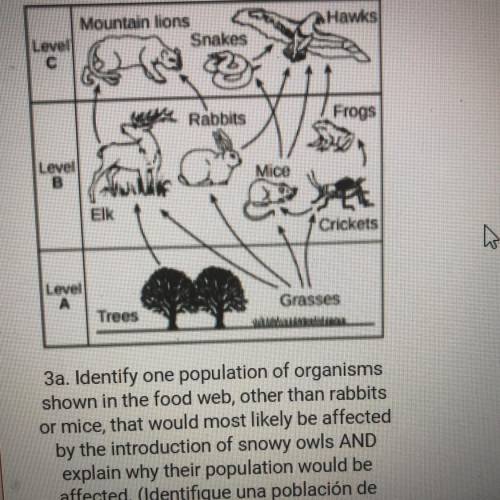 One population of organisms shown in the food web that most likely be affected by the introduction