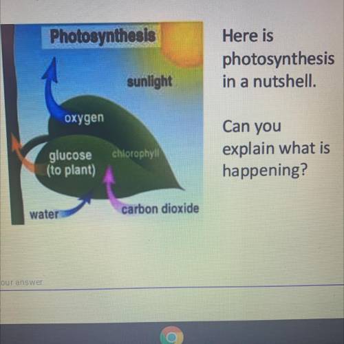 Here photosynthesis in a nutshell. Can you explain what is happening?