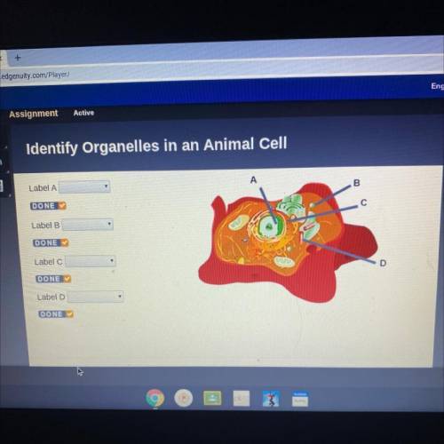 Need help ASAP. Identify organelles in an animal cell.