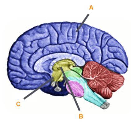 Identify the structures of the brain. 
Label A Label B Label C