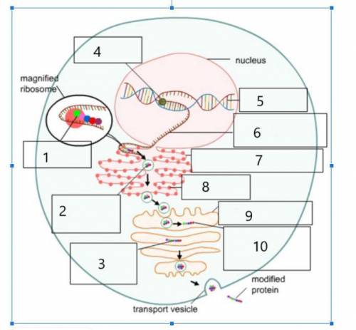 PLEASE ANSWER NEED HELP.

A cell makes a protein that needs to be transported to a different type