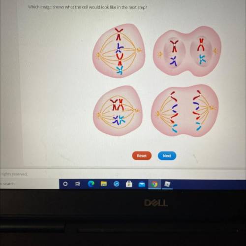 The image below depicts the first two steps of meiosis i.

ME
Which image shows what the cell woul