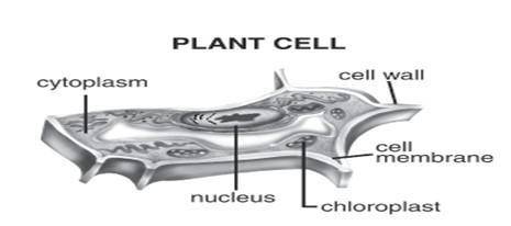 This illustration of a cell has a label. If there were no label, how could you tell that this cell