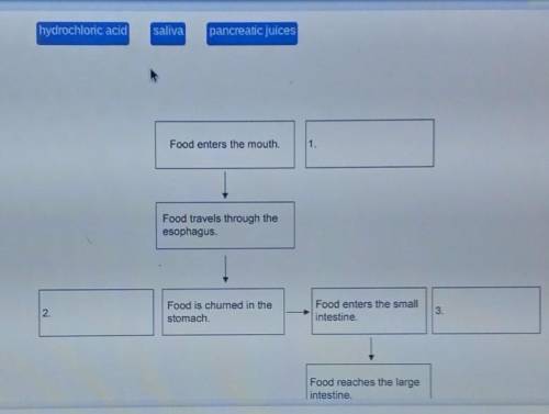 Match each digestive Juice or enzyme to the organ where it performs.