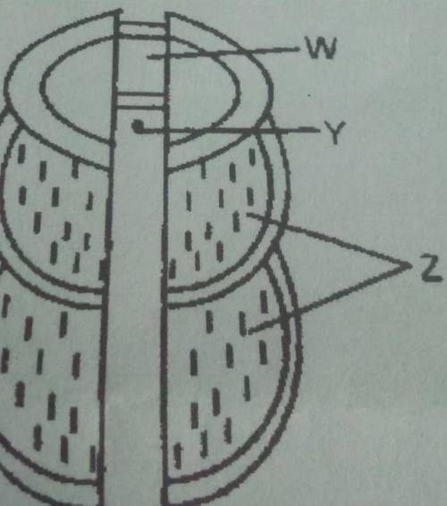 The diagram below represents part of the ribcage.name parts labelled W,Y,Z.