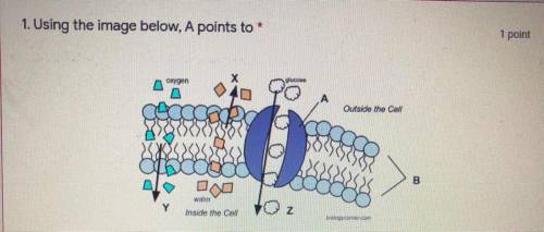 20 points!!

Please help me find what A, B, X, Y, and Z illustrates! Possible answers for all of t