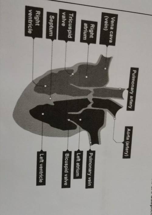 Explain how the structure of the heart and the blood vessels are adapted to theirfunctions.