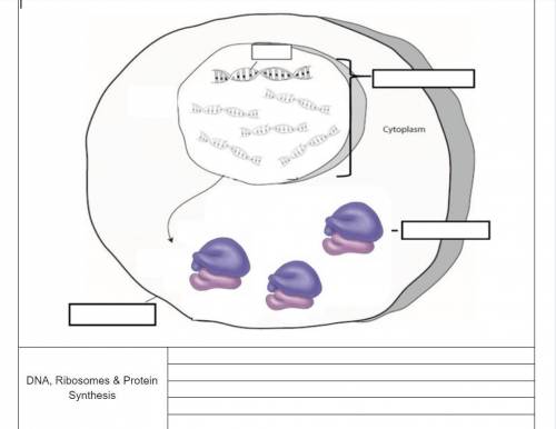 DNA TO PROTEIN

How is DNA used to “make” Proteins? 
OCA2 Gene: 
ATA CTC TAC CTT GAG CCG