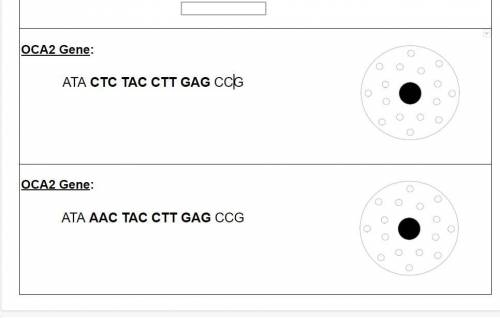 DNA TO PROTEIN

How is DNA used to “make” Proteins? 
OCA2 Gene: 
ATA CTC TAC CTT GAG CCG