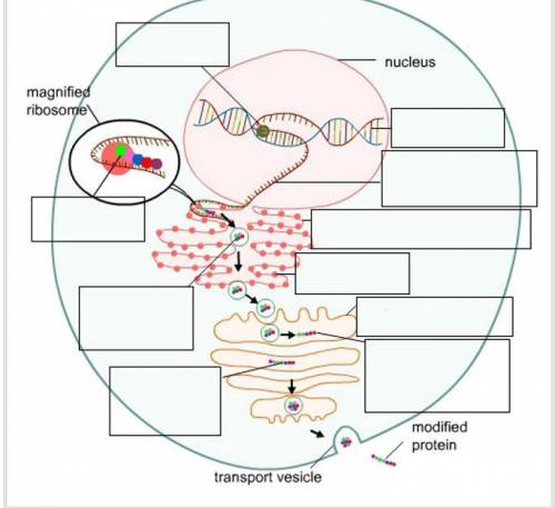 Put these in the right boxes Heres what needs to be in those boxes:

polymerase 
ribosome
Golgi ap