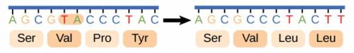 What type of mutation is shown in the picture below?

(see choices below)
insertion; missense
subs