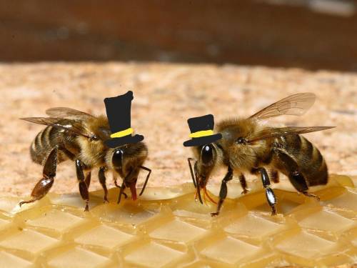 Rare photo of honey bees from the 1800's.

Legend has it that their hats are made from the remains