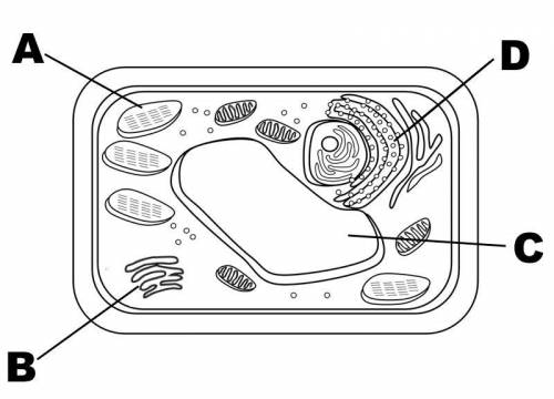 Which structure is represented by letter D? Choose 1  (Choice A) Vacuole (Choice B) Golgi bo