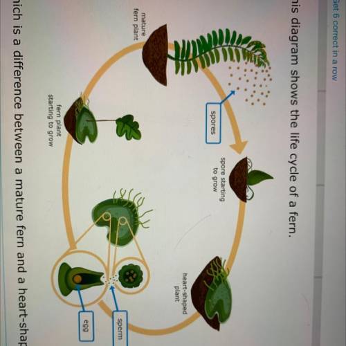 Which is a difference between a mature fern and a heart-shaped plant?

A.Heart-shaped plants repro