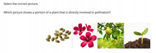 Please Help ASAP for 25 points

Which picture shows a portion of a plant that is directly involved