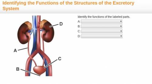 PLZZ HELP FAST....Give the correct answersYes i know its weird to learn this my age