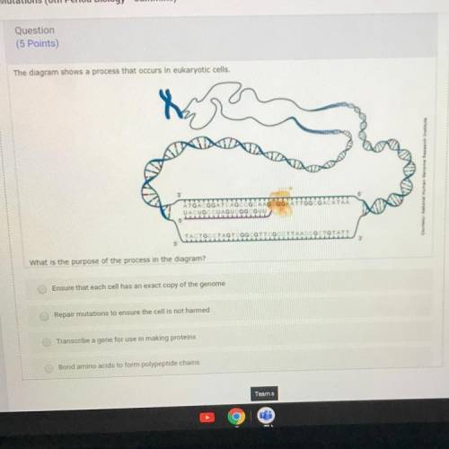 The diagram shows a process that occurs in eukaryotic cells. what is the purpose of the process in