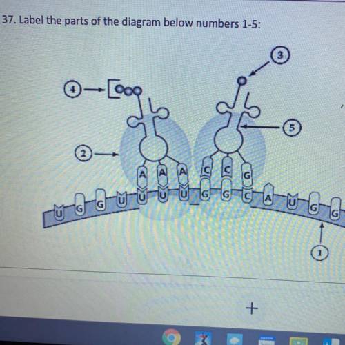 37. Label the parts of the diagram below numbers 1-5: