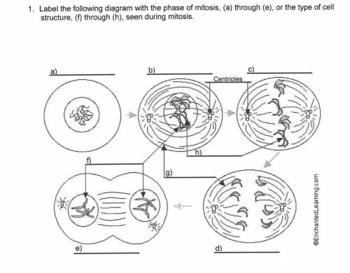 Please help me with my biology question :) thanks in advance