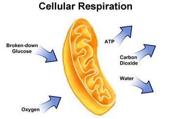 Which part of the cell is shown in the picture?