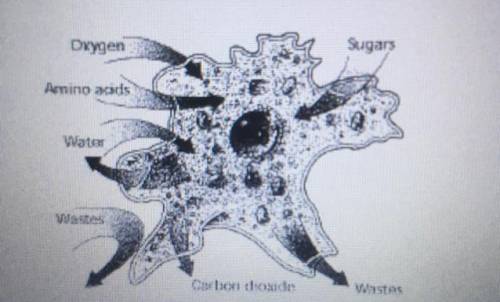 Oxygen

Sugar
Peninoss
Water
Wastes
Coben choxide
Wastat
In the illustration above, the plasma mem